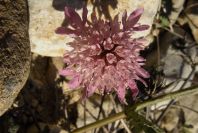 2008-03-23-471-Scabiosa