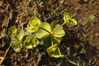 2008-03-23-473-Smyrnium-perfoliatum