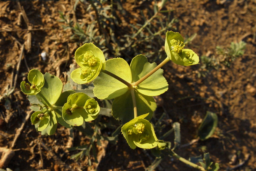 2008-03-23-473-Smyrnium-perfoliatum
