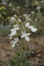 2008-03-23-474-Teucrium-pseudochamaepitys