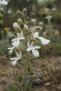 2008-03-23-475-Teucrium-pseudochamaepitys