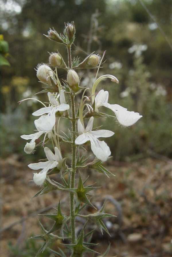 2008-03-23-475-Teucrium-pseudochamaepitys