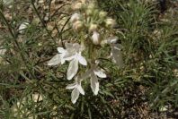 2008-03-23-476-Teucrium-pseudochamaepitys