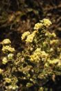 2008-03-23-477-Thymelaea-hirsuta