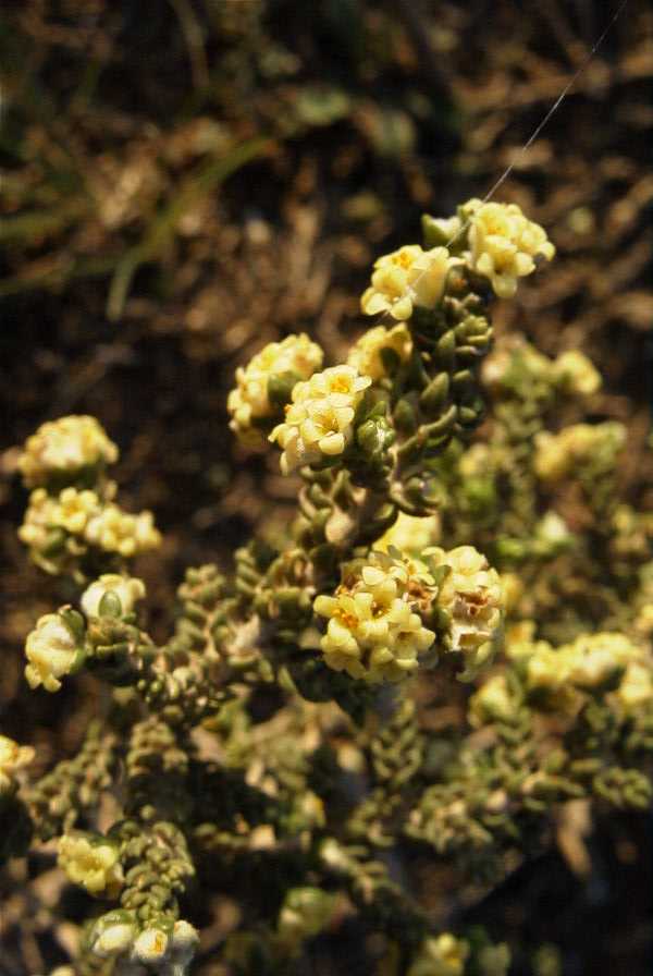 2008-03-23-477-Thymelaea-hirsuta