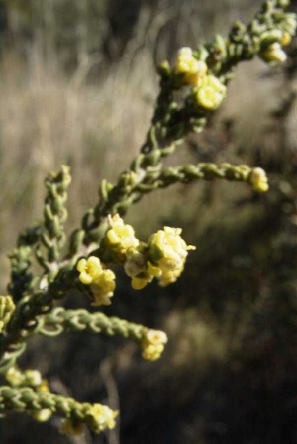 2008-03-23-478-Thymelaea-hirsuta