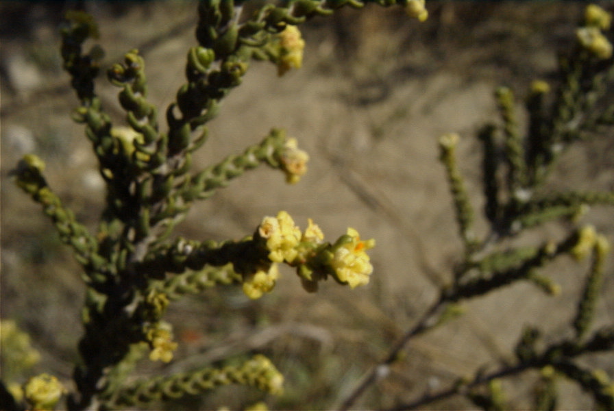 2008-03-23-479-Thymelaea-hirsuta