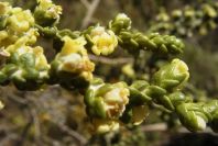 2008-03-23-480-Thymelaea-hirsuta