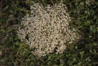 2008-03-23-484-Umbelifer
