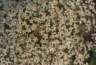 2008-03-23-485-Umbelifer