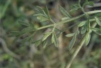 2008-03-23-486-Umbelifer