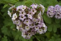 2008-03-23-487-Viburnum