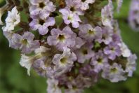 2008-03-23-488-Viburnum