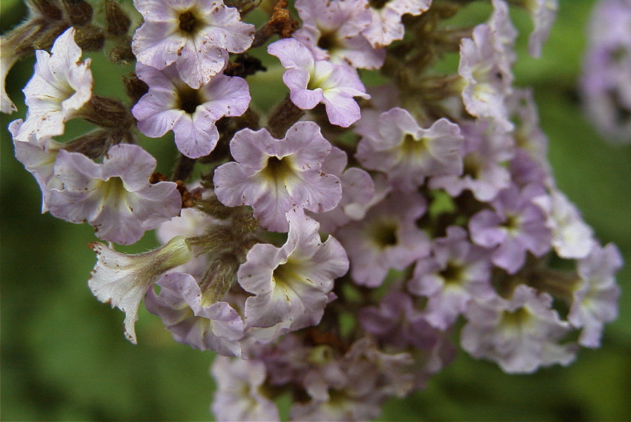 2008-03-23-488-Viburnum