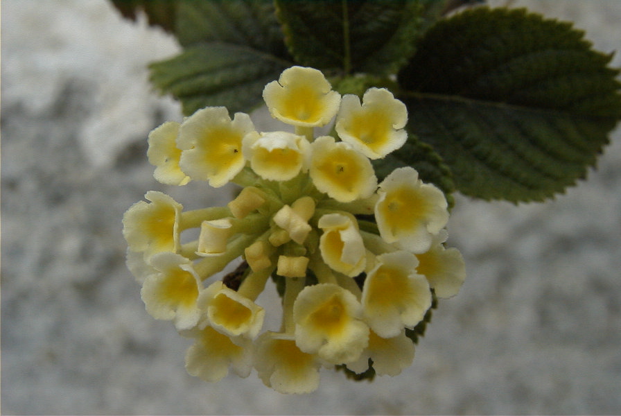 2008-03-23-489-Viburnum