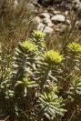 2008-03-23-502-Unknown