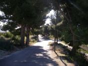 2008-03-24-006-Tree-lined-road