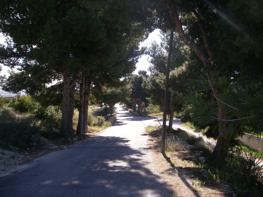 2008-03-24-006-Tree-lined-road