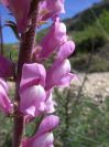 2008-03-24-026-Antirrhinum-barrelieri
