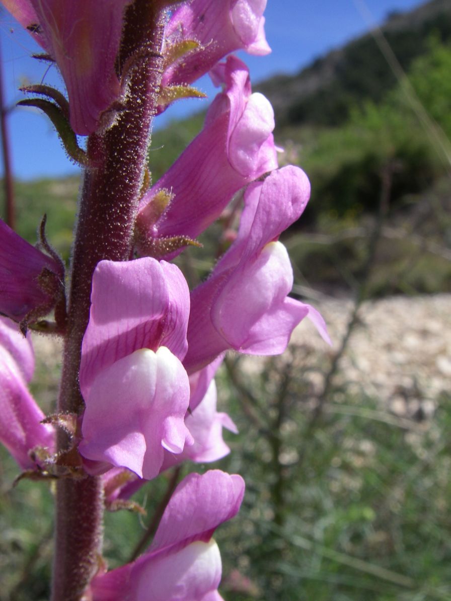 2008-03-24-026-Antirrhinum-barrelieri