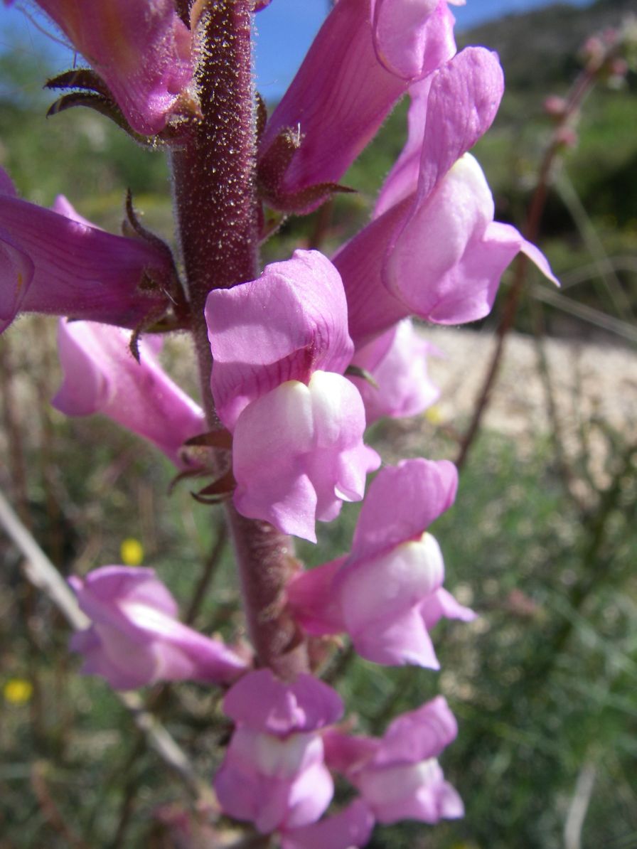 2008-03-24-027-Antirrhinum-barrelieri