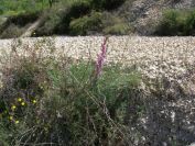 2008-03-24-028-Antirrhinum-barrelieri
