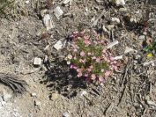 2008-03-24-037-Daisy-pink