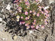 2008-03-24-038-Daisy-pink