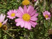 2008-03-24-039-Daisy-pink