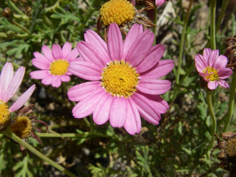 2008-03-24-039-Daisy-pink