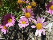 2008-03-24-040-Daisy-pink