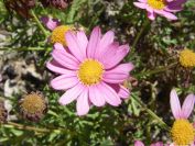 2008-03-24-041-Daisy-pink