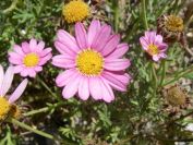 2008-03-24-042-Daisy-pink