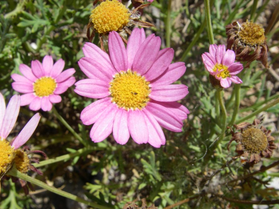 2008-03-24-042-Daisy-pink