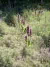2008-03-24-043-Barlia-robertiana