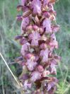 2008-03-24-045-Barlia-robertiana