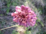 2008-03-24-046-Barlia-robertiana