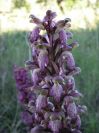 2008-03-24-048-Barlia-robertiana