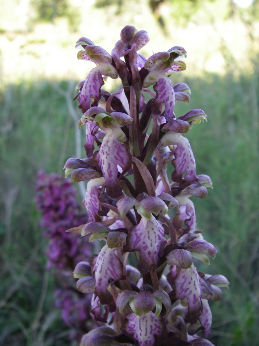 2008-03-24-048-Barlia-robertiana