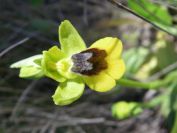 2008-03-24-049-Ophrys-lutea