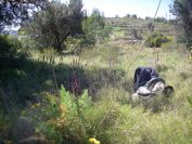 2008-03-24-050-Barlia-robertiana-garden