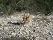 2008-03-24-052-Orobanche-yellow