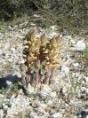 2008-03-24-053-Orobanche-yellow