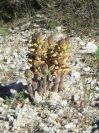 2008-03-24-054-Orobanche-yellow
