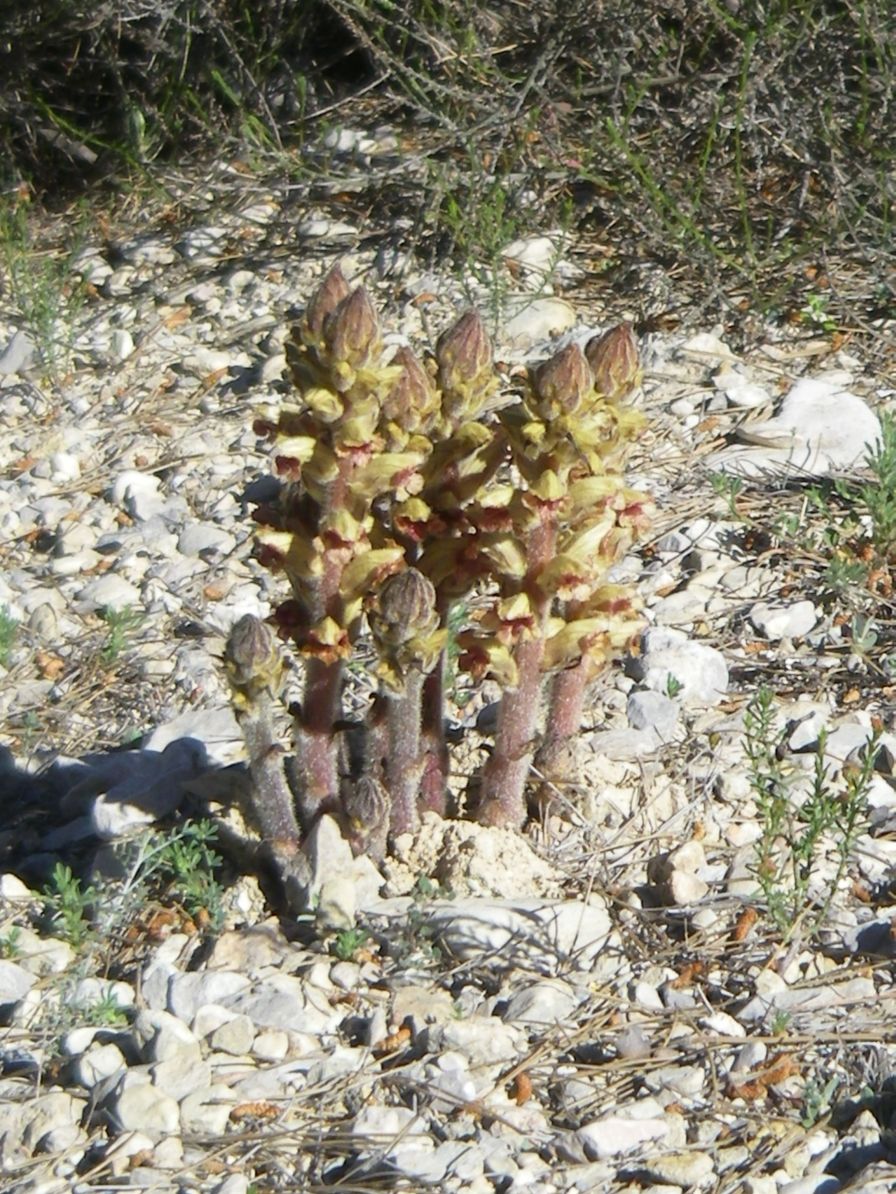 2008-03-24-054-Orobanche-yellow