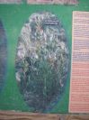2008-03-24-059-Astragalus-Hispanicus
