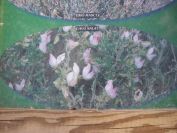 2008-03-24-060-Gavo-Salat