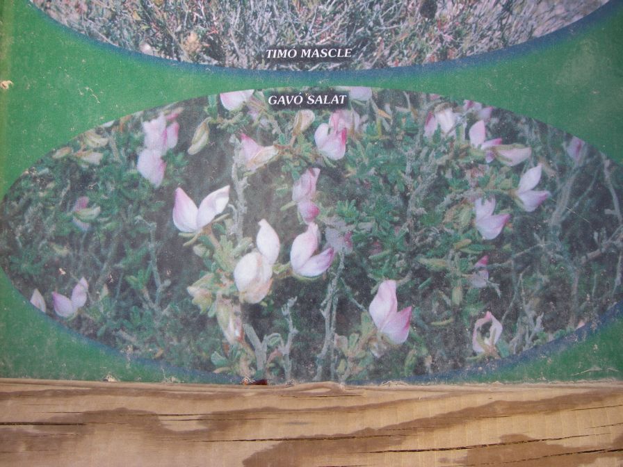 2008-03-24-060-Gavo-Salat