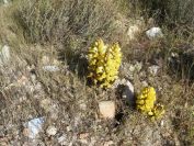 2008-03-24-061-Cistanche-Frare-Groc