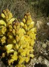 2008-03-24-062-Cistanche-Frare-Groc